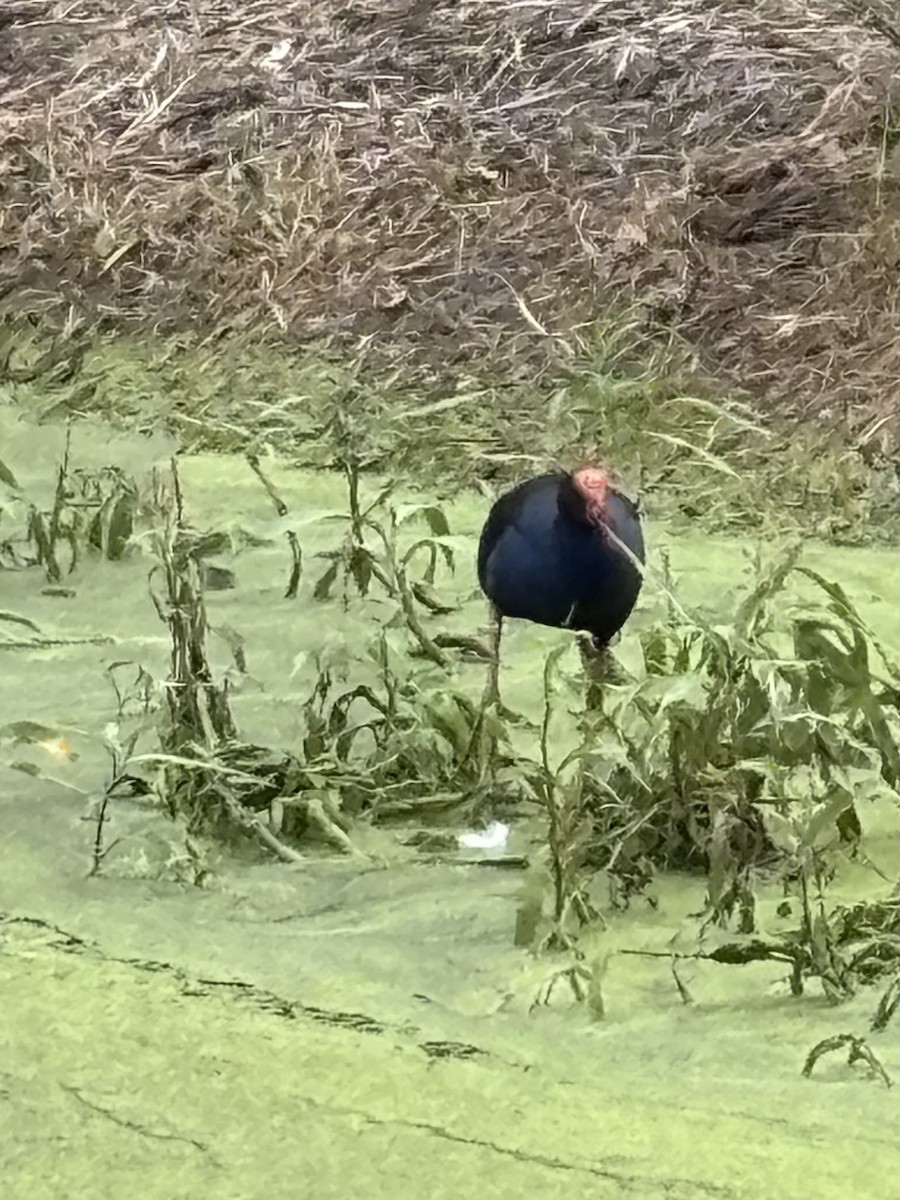 Australasian Swamphen - ML646937510