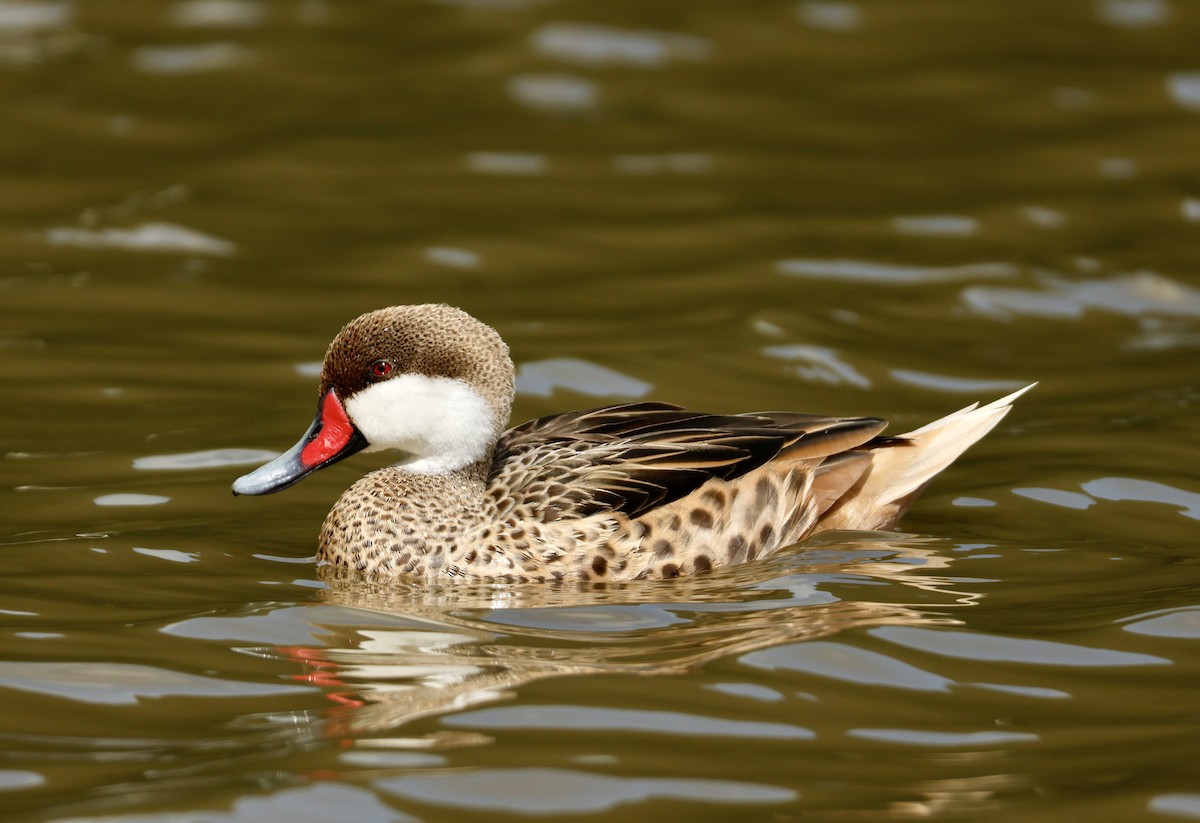 White-cheeked Pintail - ML646937511