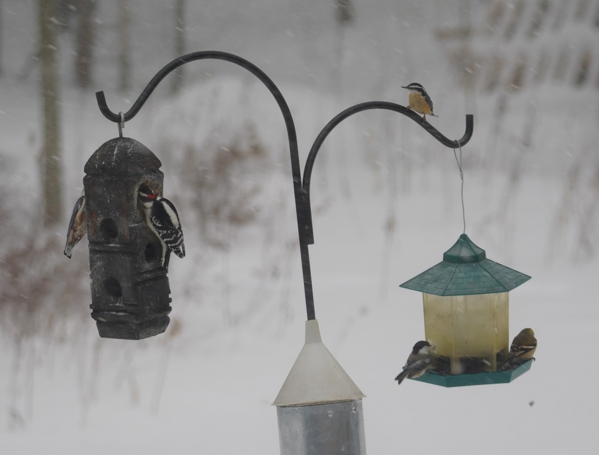 American Goldfinch - ML646937512