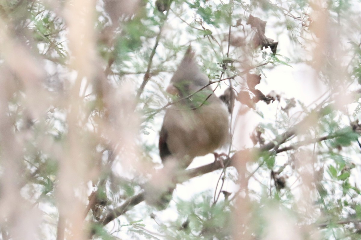 Cardinal pyrrhuloxia - ML646937513