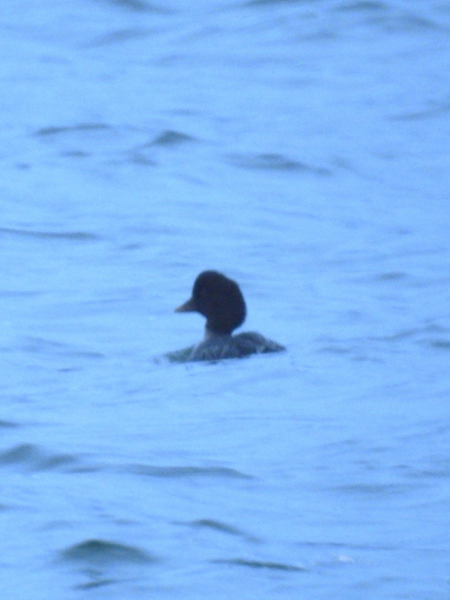 Гоголь ісландський - ML646937514