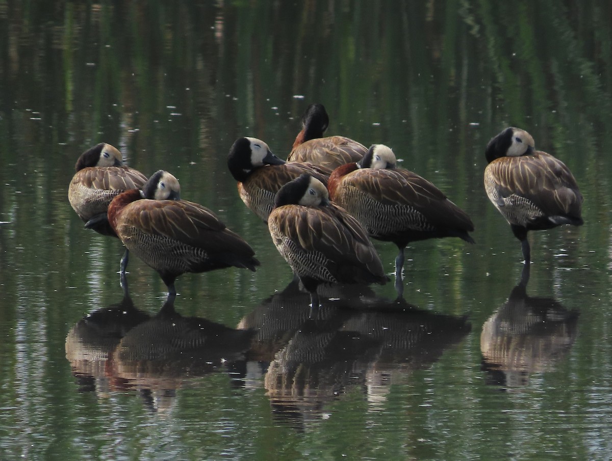 White-faced Whistling-Duck - ML646937515