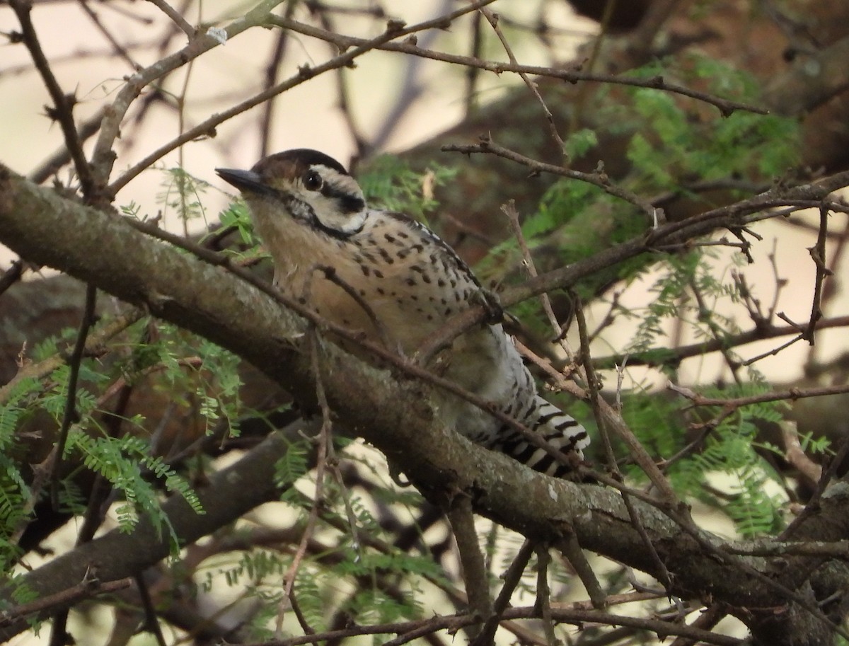 Ladder-backed Woodpecker - ML646937516