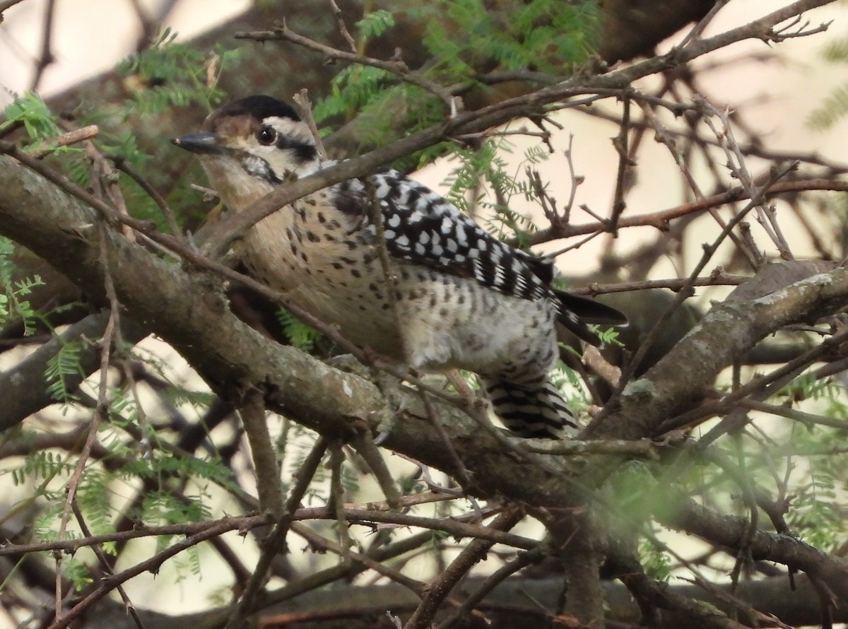 Ladder-backed Woodpecker - ML646937517