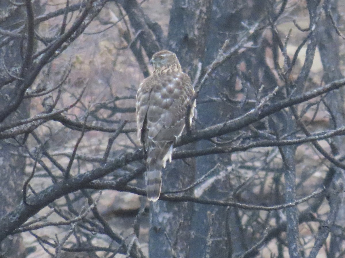 jestřáb nearktický - ML646937518