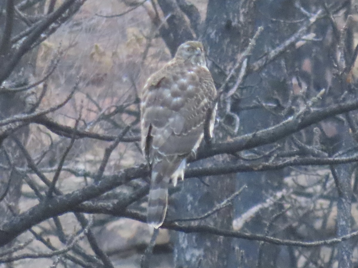 jestřáb nearktický - ML646937519