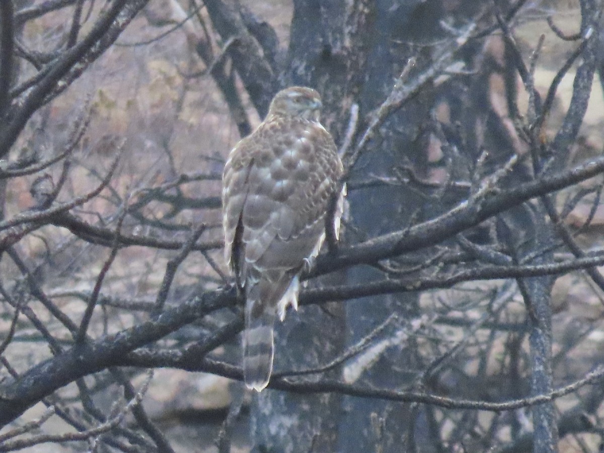 jestřáb nearktický - ML646937520