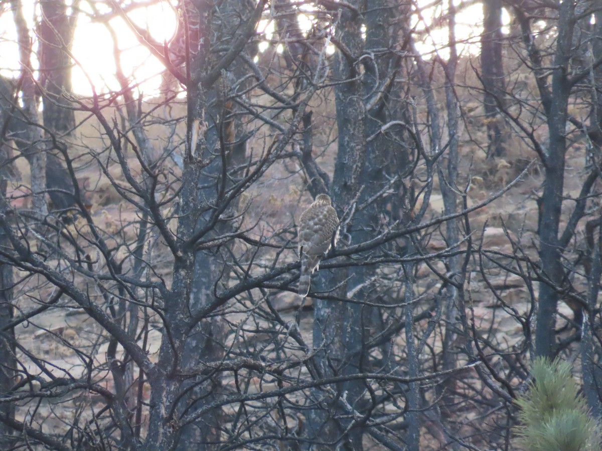 jestřáb nearktický - ML646937521