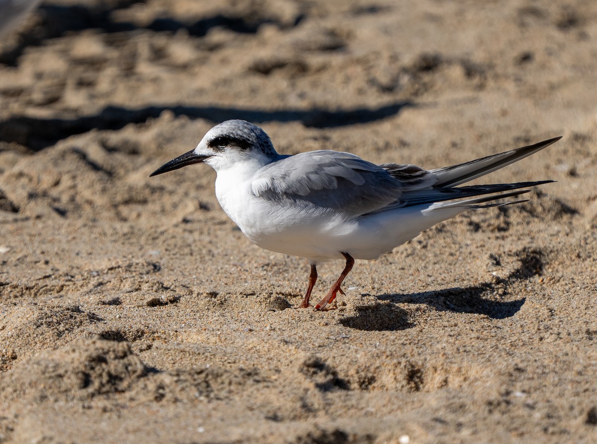 Forster's Tern - ML646937522
