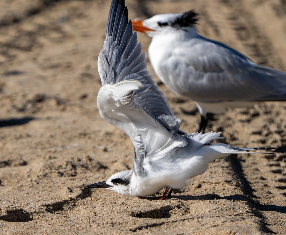Forster's Tern - ML646937523