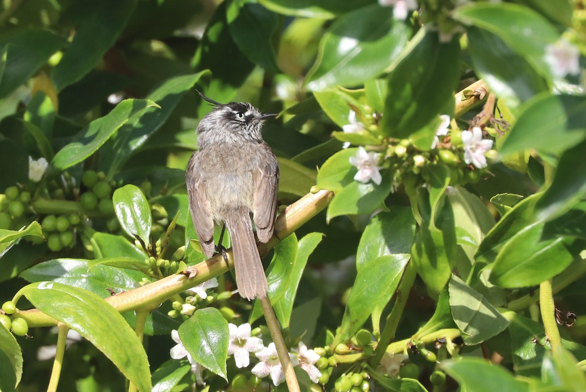 Tufted Tit-Tyrant - ML646937524