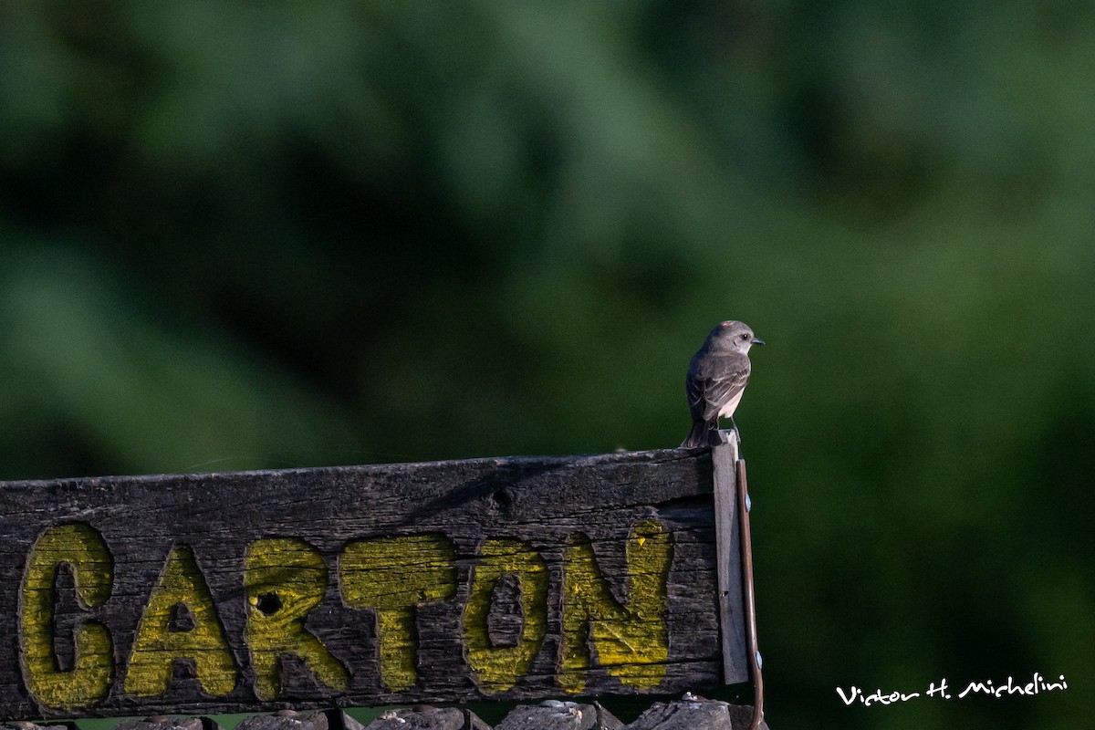 Vermilion Flycatcher - ML646937533