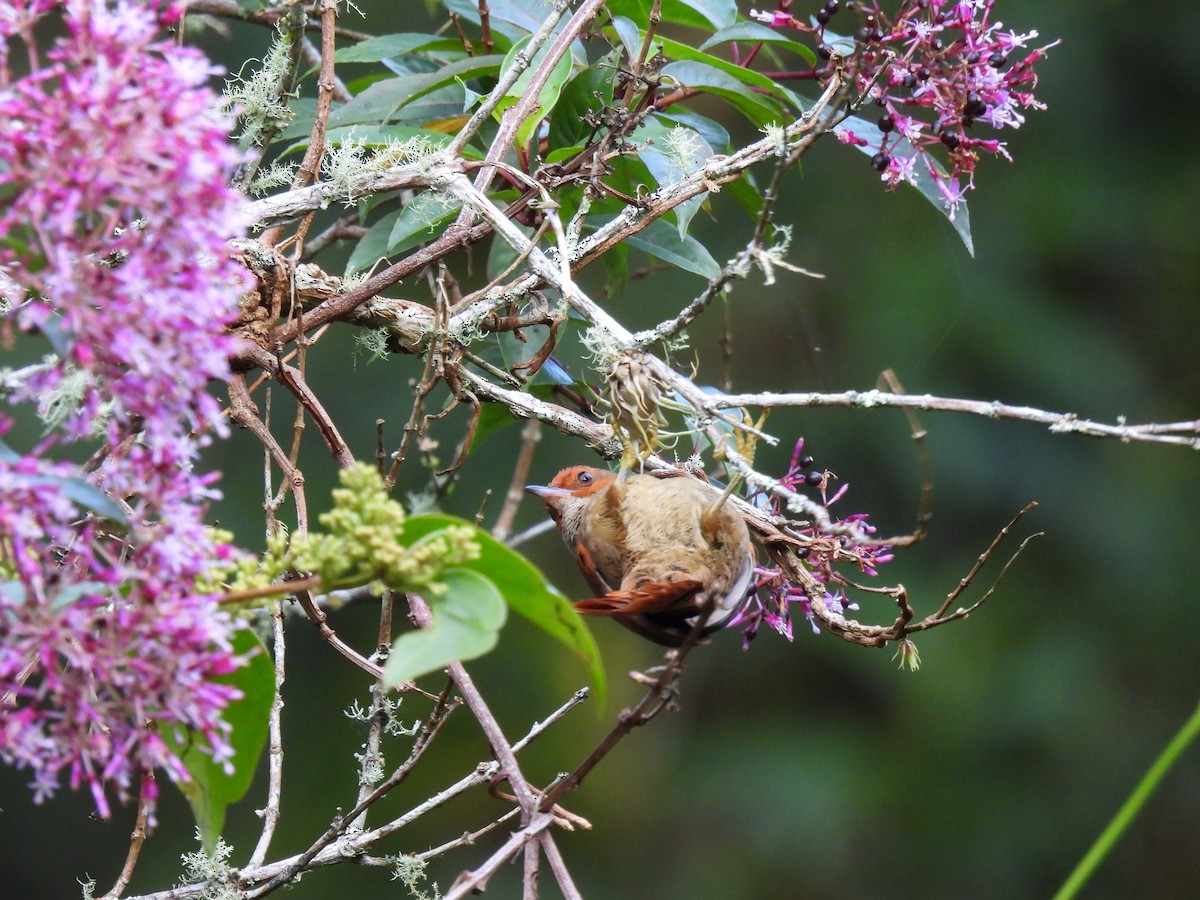Red-faced Spinetail - ML646937534