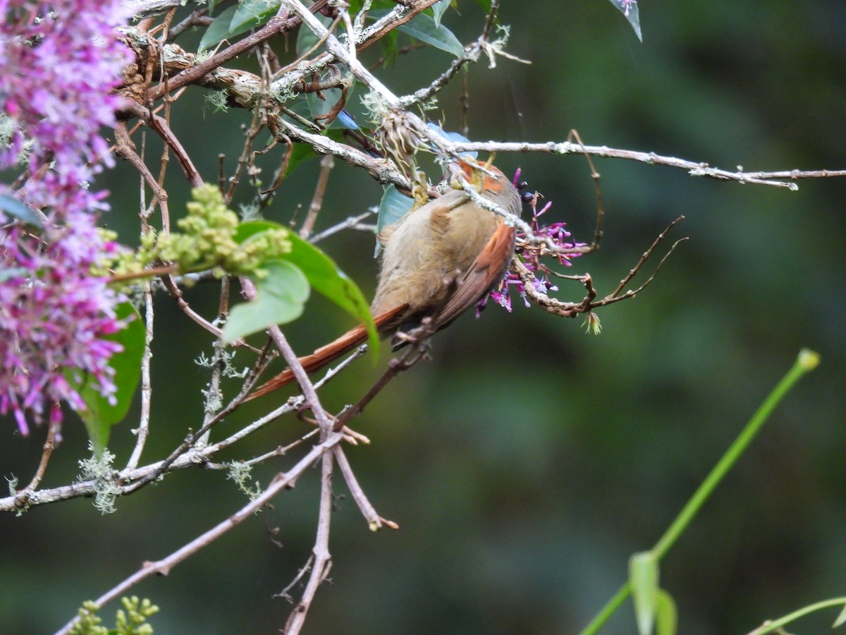 Red-faced Spinetail - ML646937535