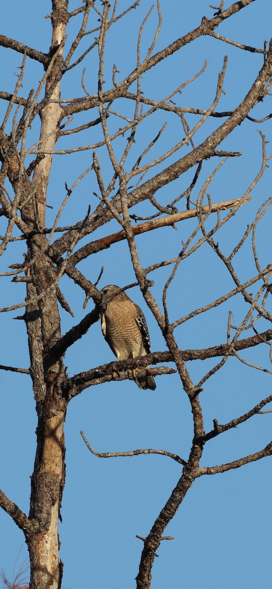 rødvingevåk - ML646937539