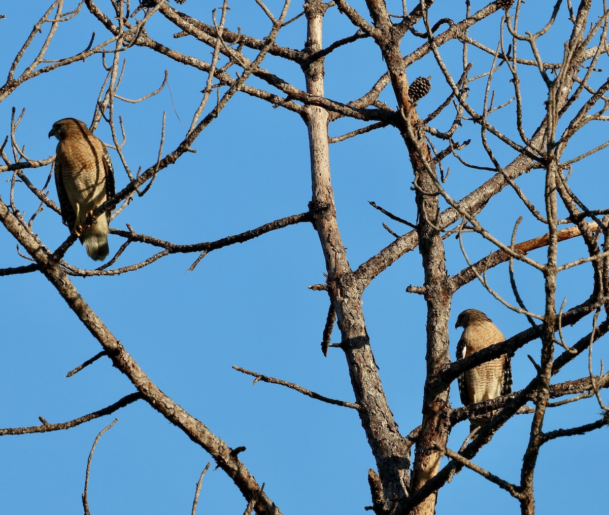 rødvingevåk - ML646937540