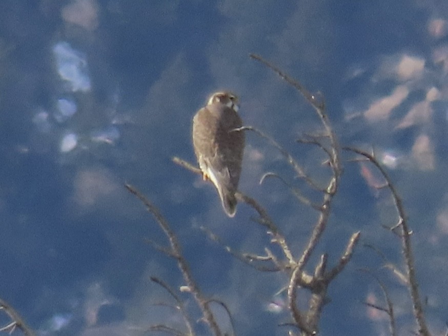 Prairie Falcon - ML646937544