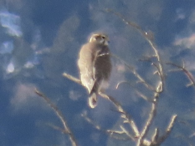 Prairie Falcon - ML646937545