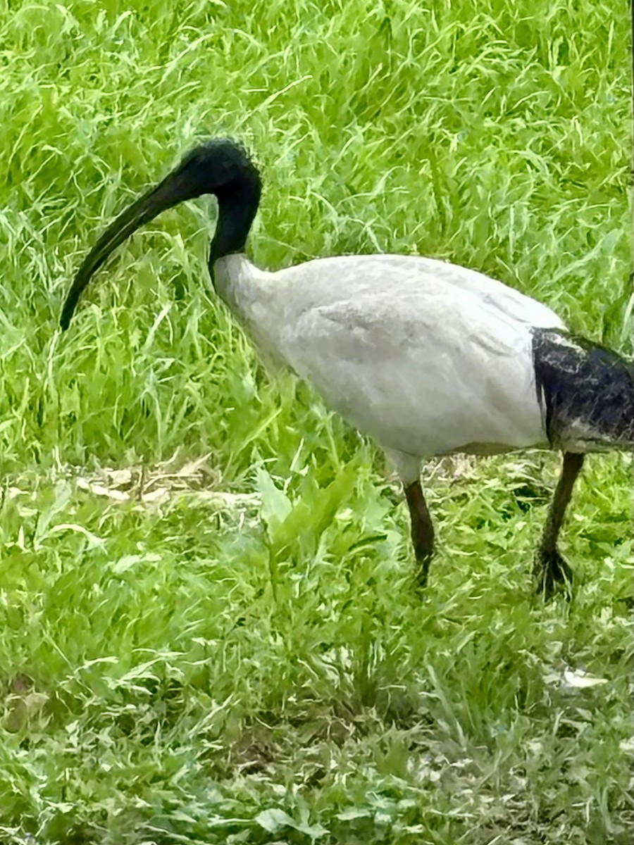 Australian Ibis - ML646937547