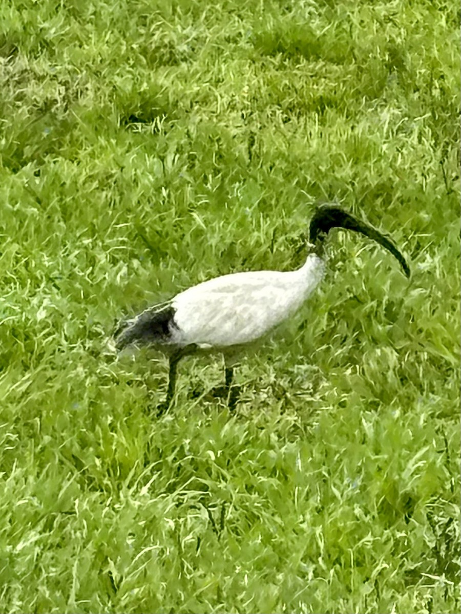Australian Ibis - ML646937548