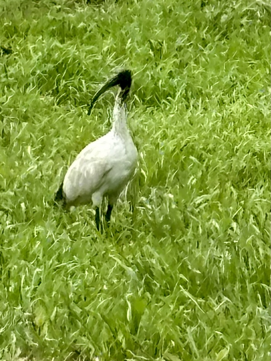 Australian Ibis - ML646937549