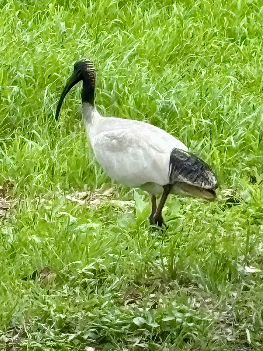 Australian Ibis - ML646937550