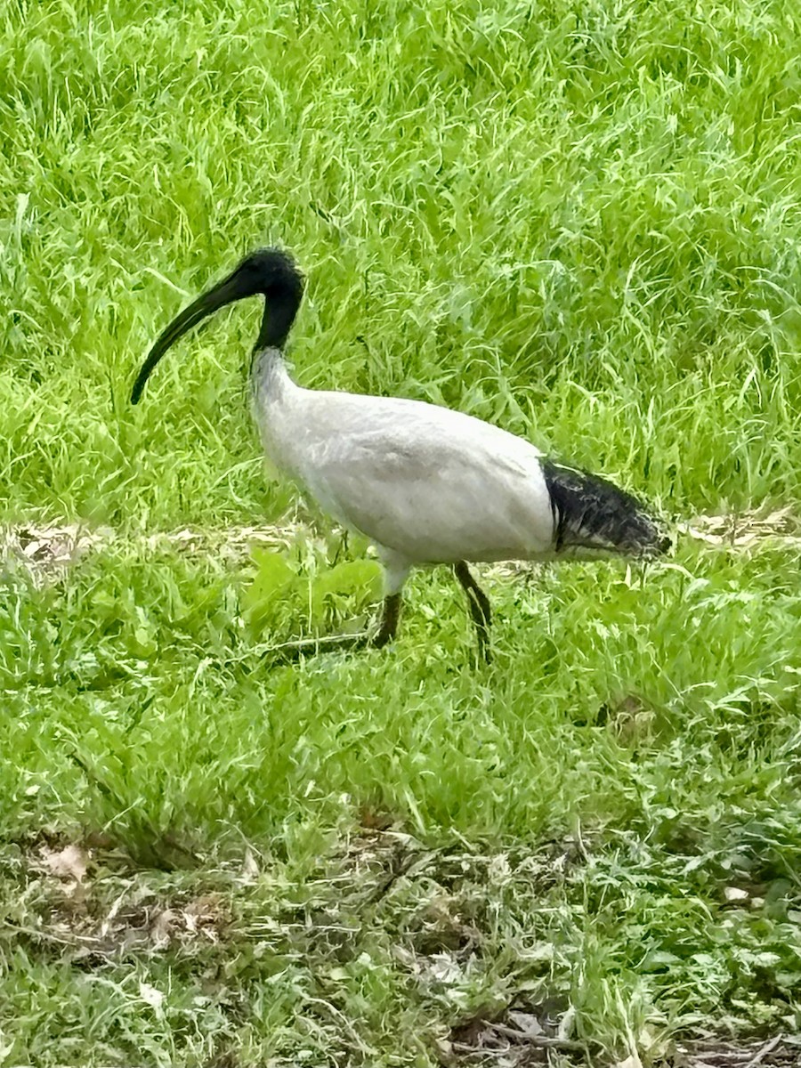 Australian Ibis - ML646937551