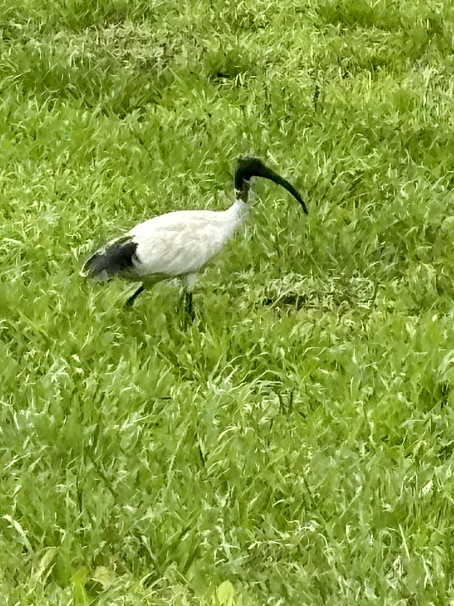 Australian Ibis - ML646937552