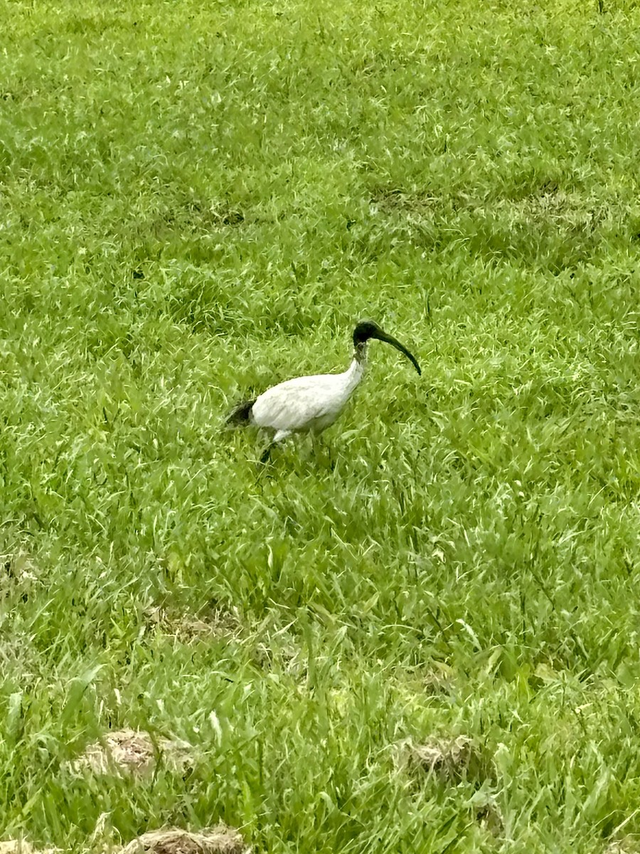 Australian Ibis - ML646937553