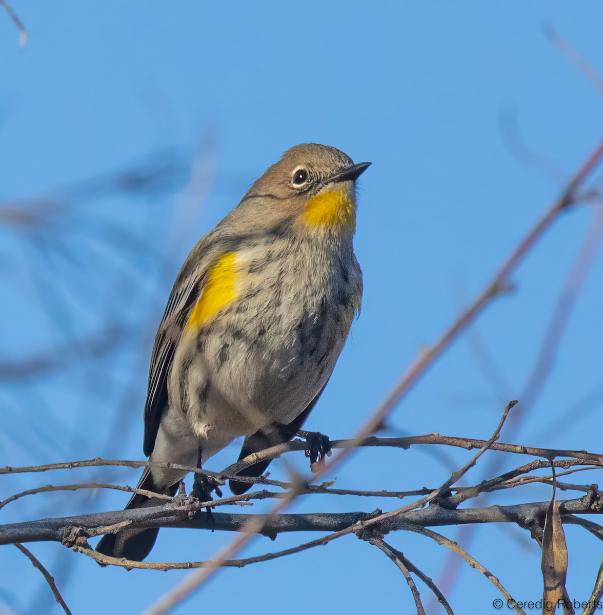 Yellow-rumped Warbler - ML646937559