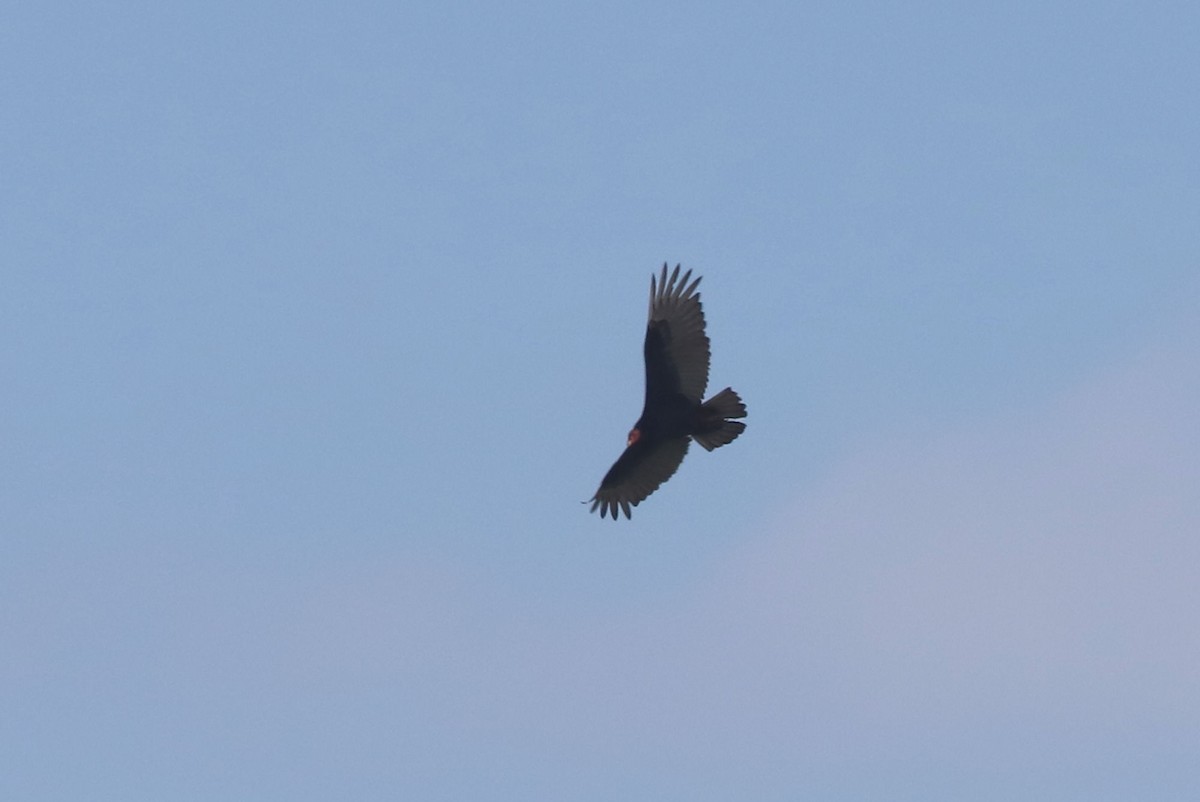 Turkey Vulture - ML646937563