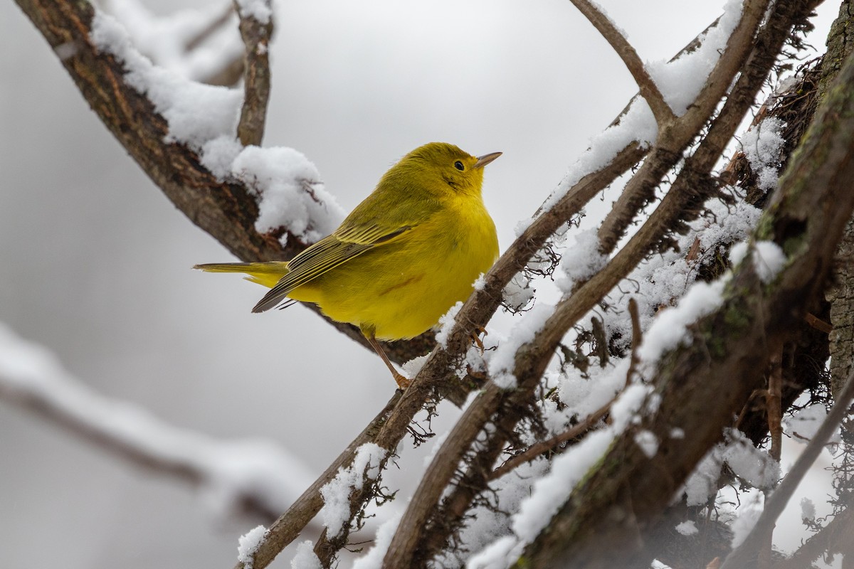 Northern Yellow Warbler - ML646937564