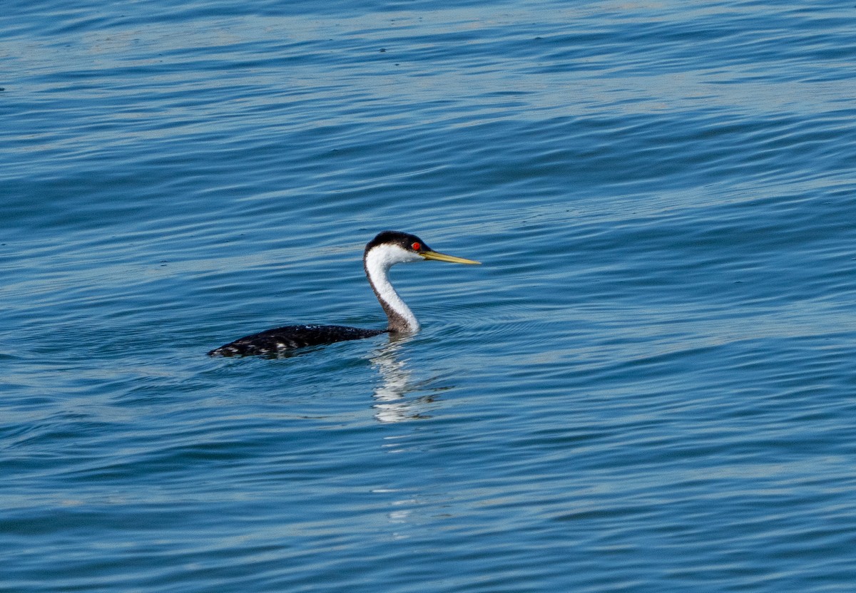 Western Grebe - ML646937566