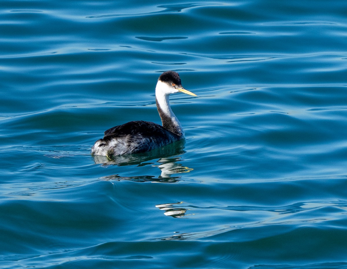 Western Grebe - ML646937567