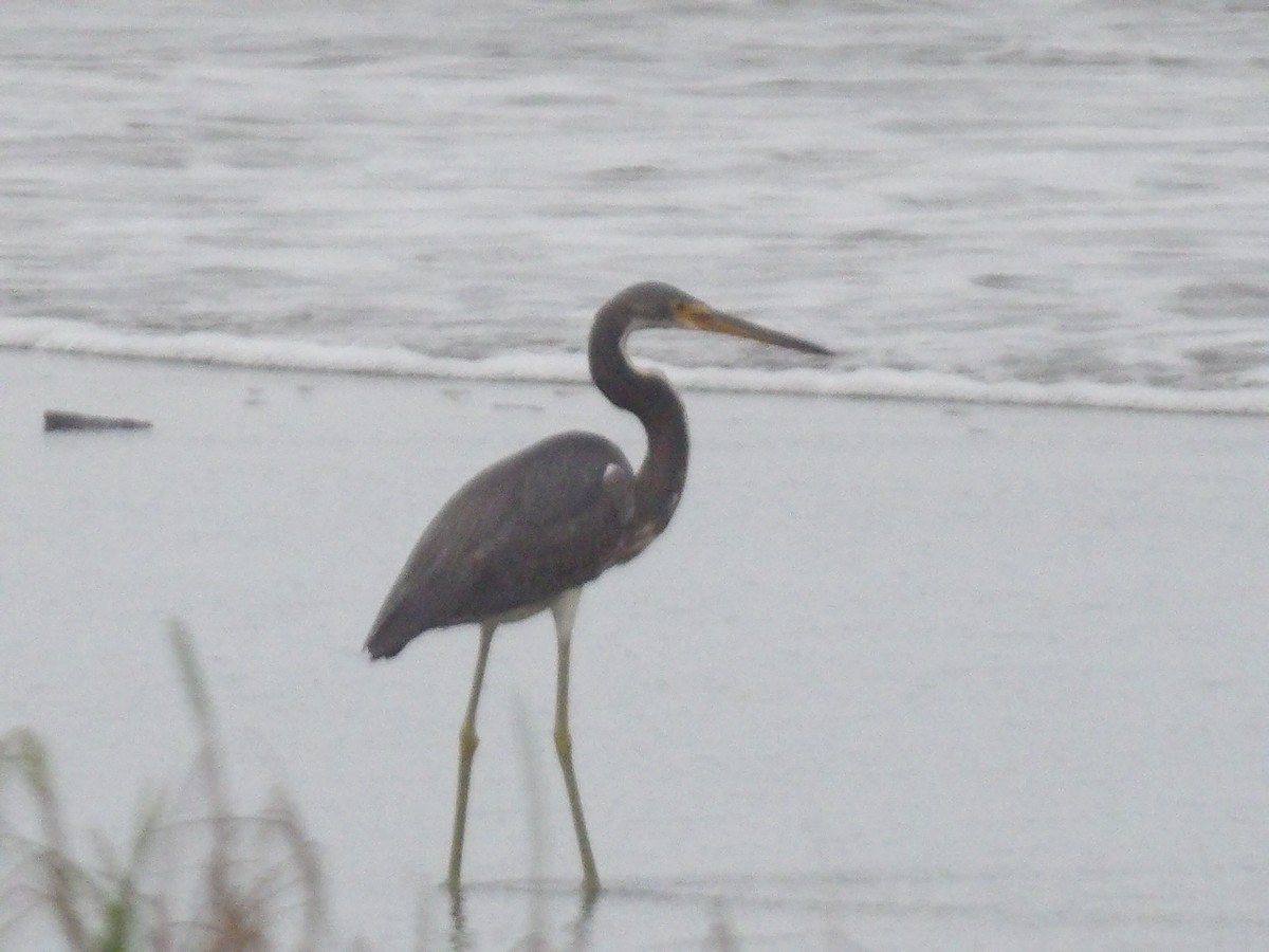 Tricolored Heron - ML646937568