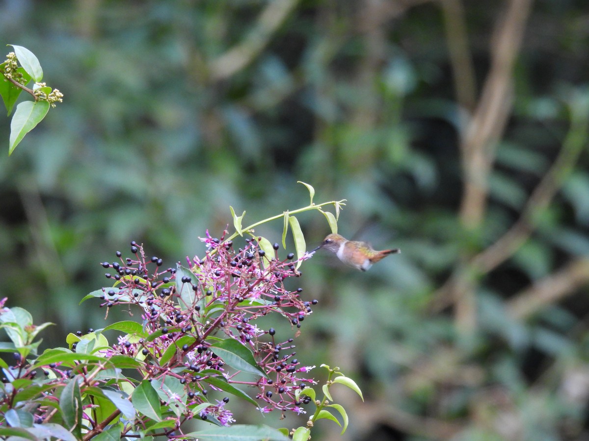 Scintillant Hummingbird - ML646937572