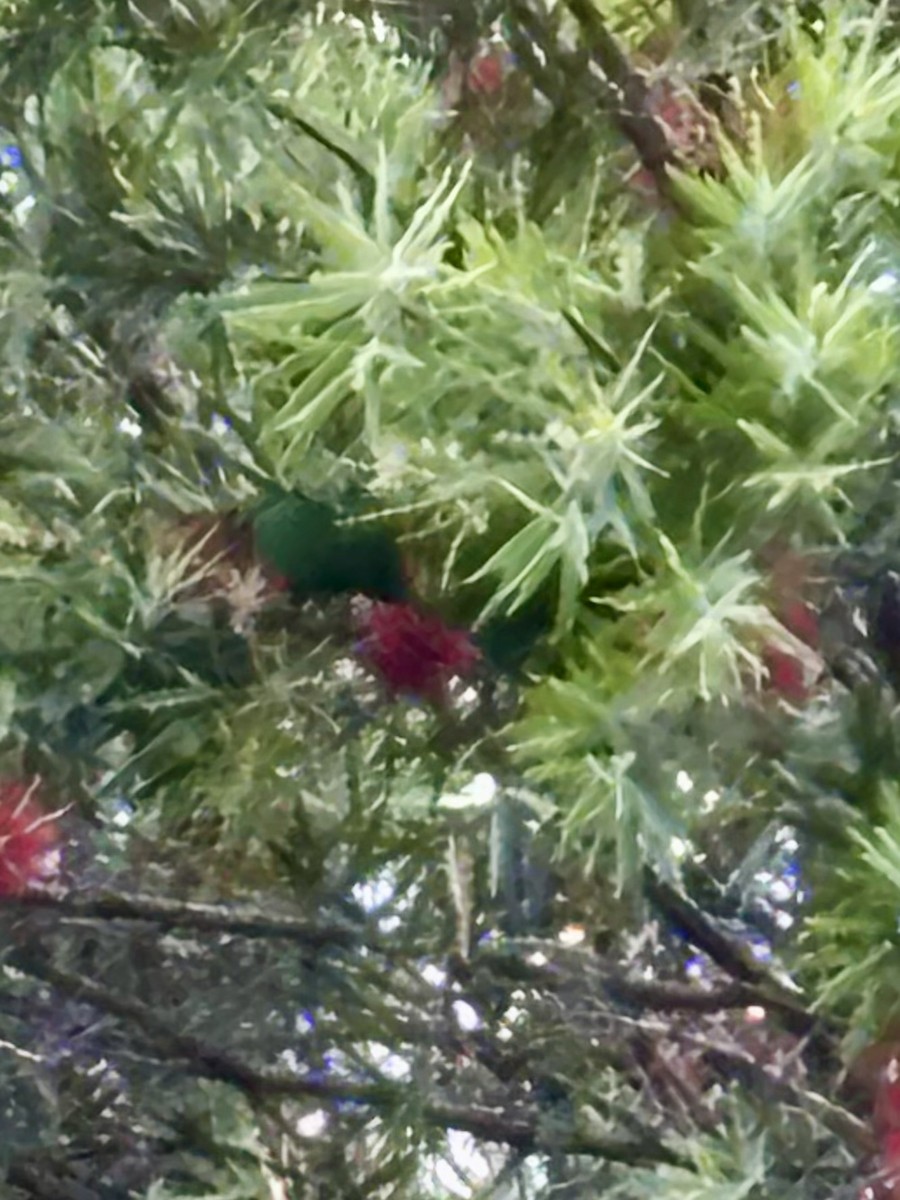 Scaly-breasted Lorikeet - ML646937573