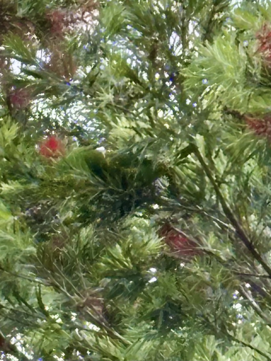 Scaly-breasted Lorikeet - ML646937574