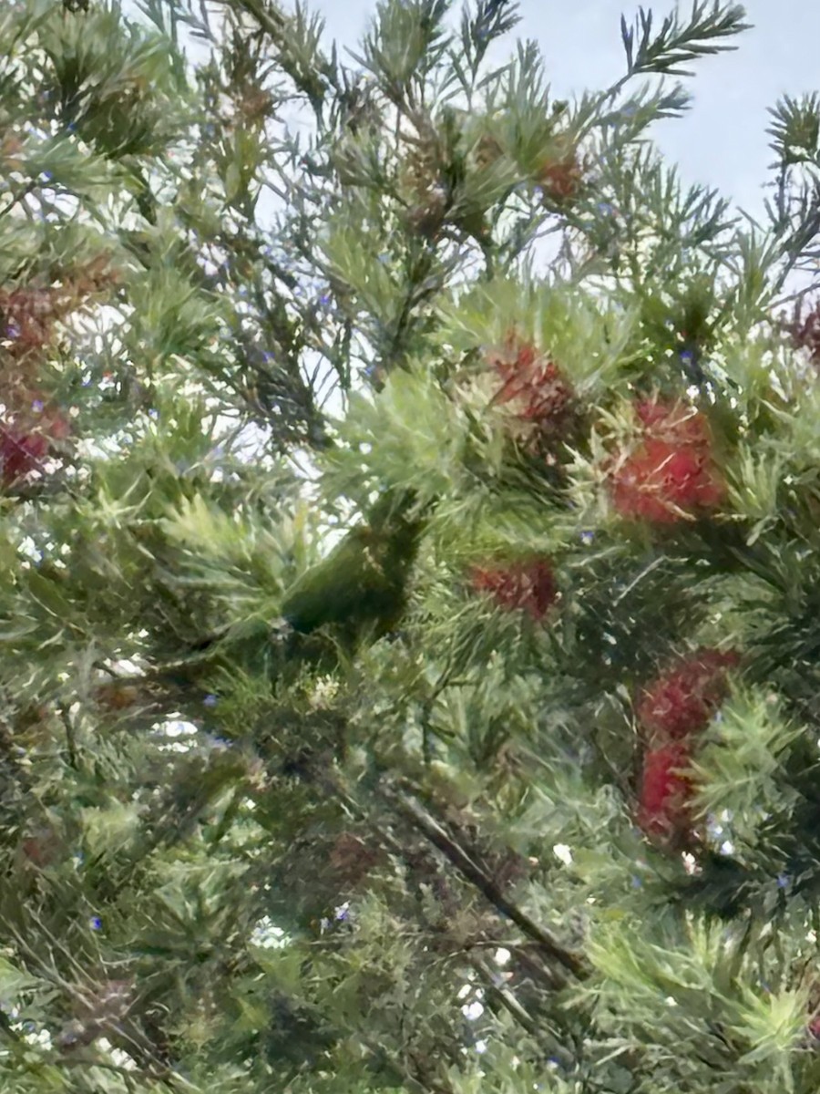 Scaly-breasted Lorikeet - ML646937575