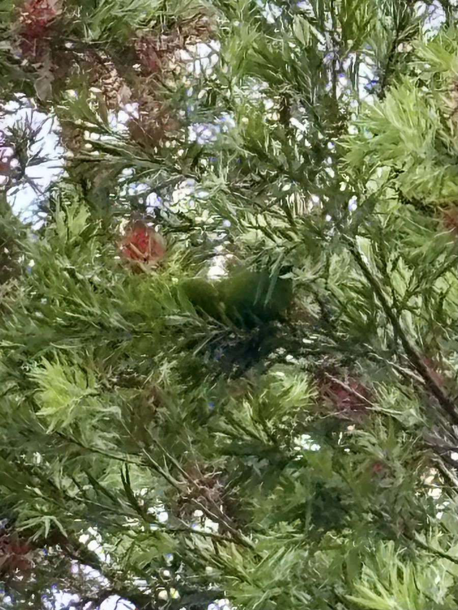 Scaly-breasted Lorikeet - ML646937576