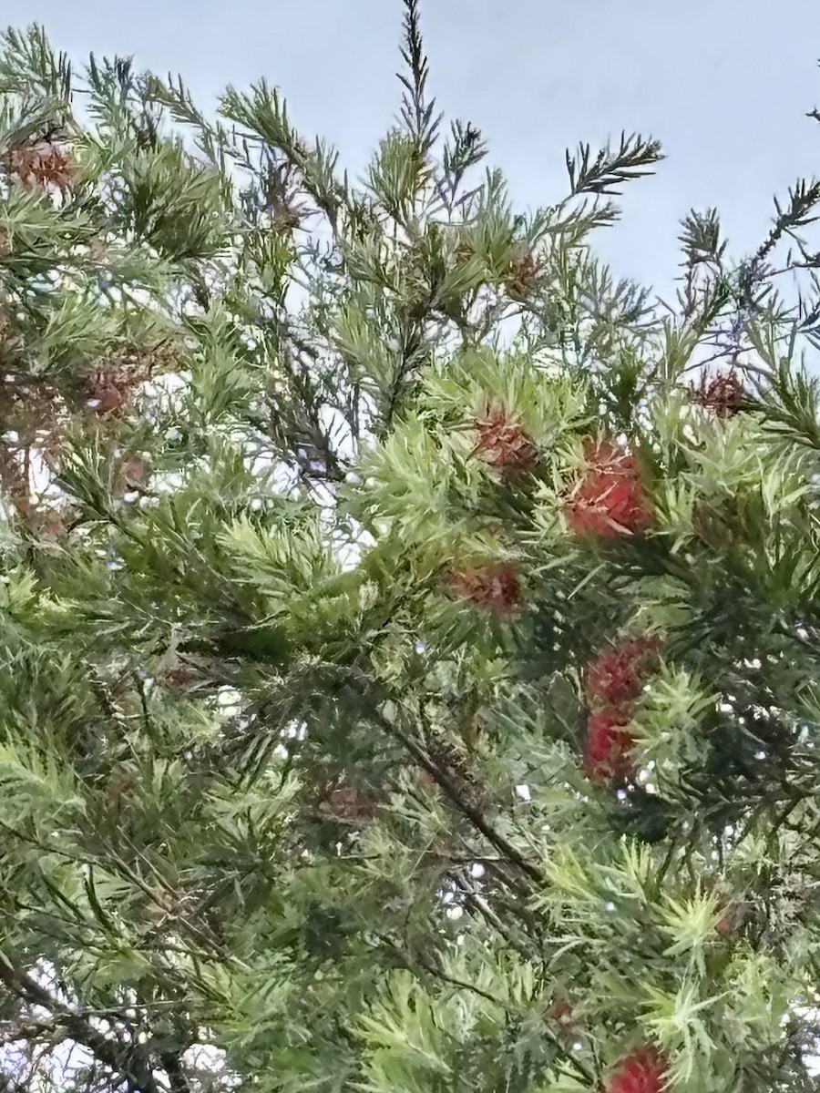 Scaly-breasted Lorikeet - ML646937577
