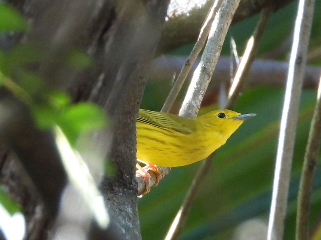 Prothonotary Warbler - ML646937584