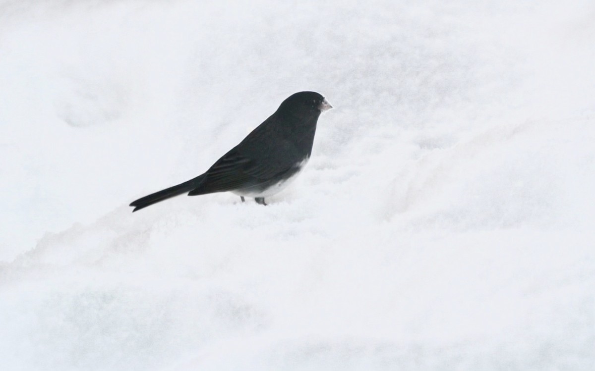 Dark-eyed Junco - ML646937588