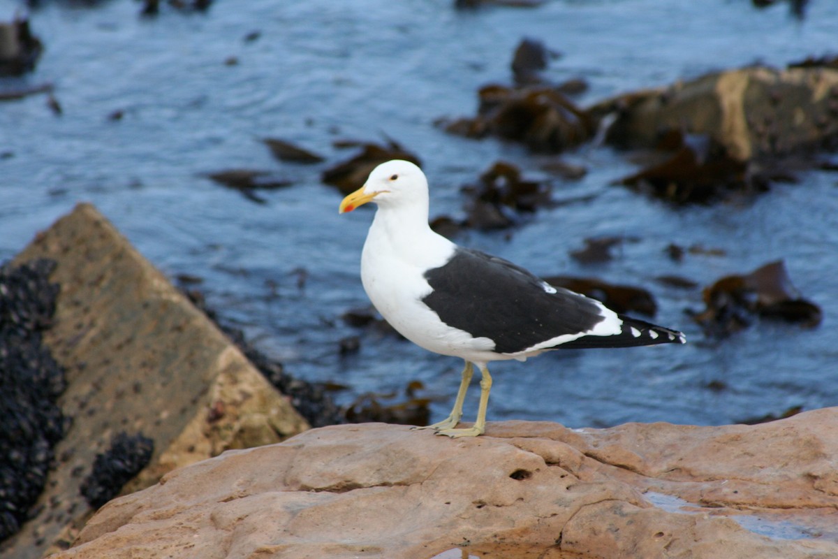Kelp Gull - ML646937590