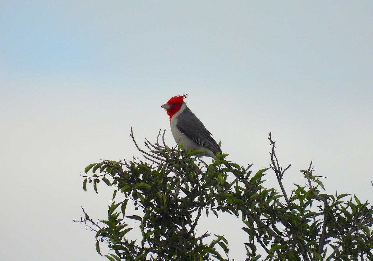 Red-crested Cardinal - ML646937591