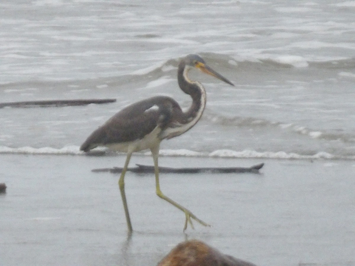 Tricolored Heron - ML646937592