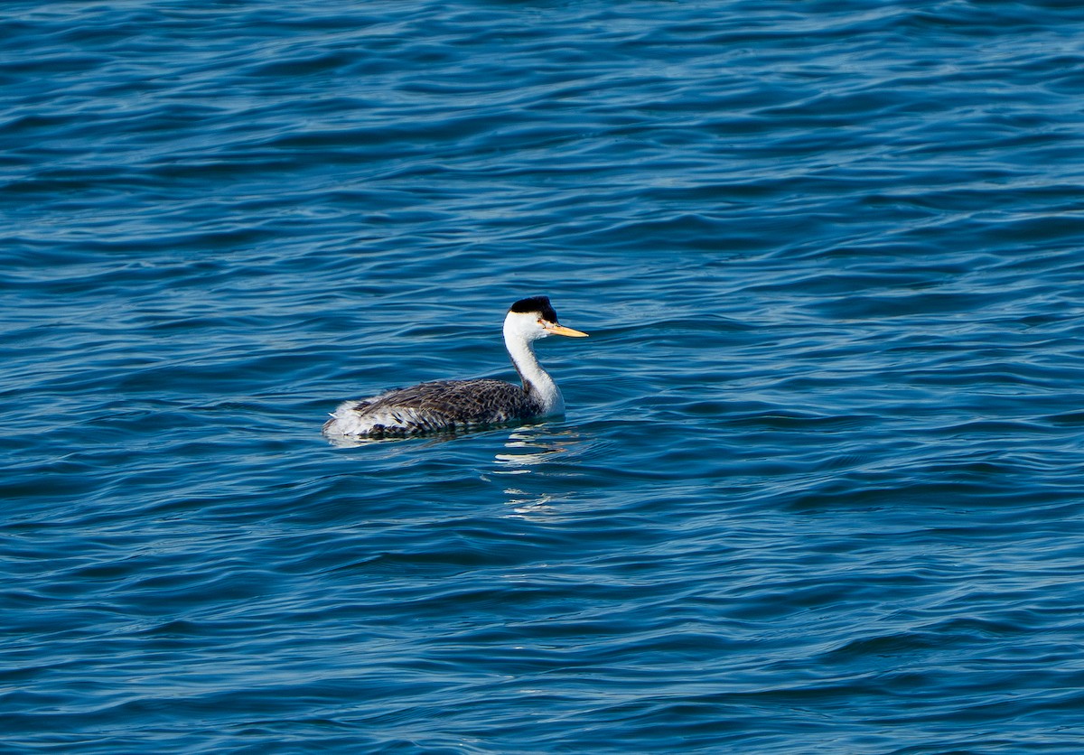 Clark's Grebe - ML646937594