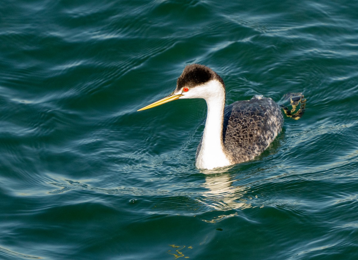 Clark's Grebe - ML646937595