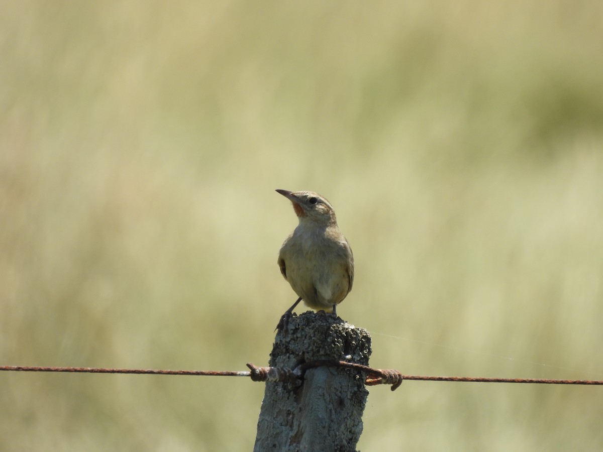 Hudson's Canastero - ML646937597