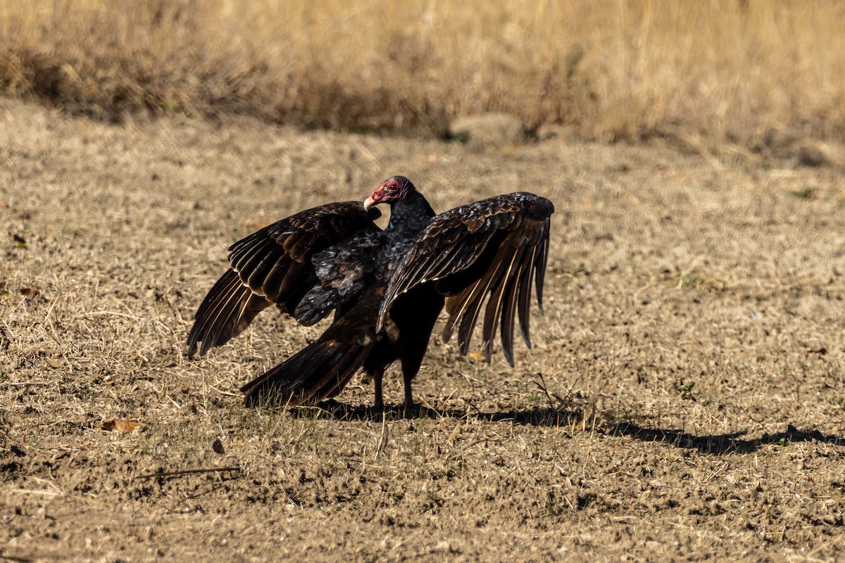 Turkey Vulture - ML646937602